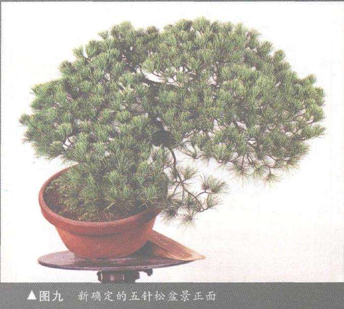 图解 五针松盆景怎么构思制作的13个步骤