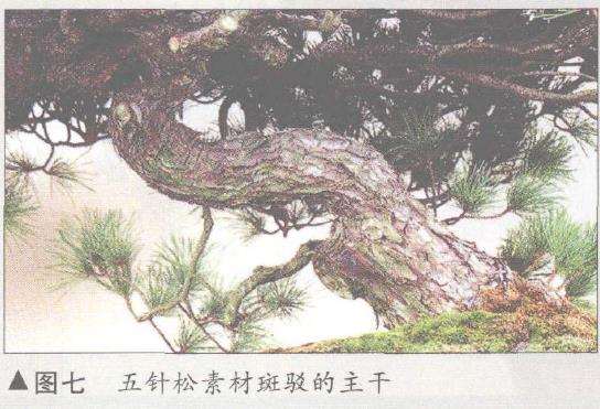 图解 五针松盆景怎么构思制作的13个步骤