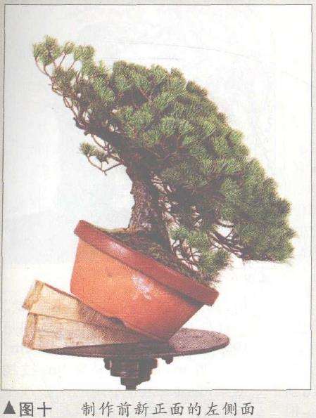 图解 五针松盆景怎么构思制作的13个步骤