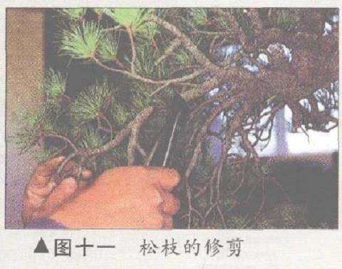 图解 五针松盆景怎么构思制作的13个步骤