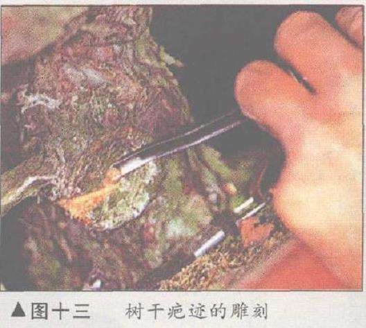 图解 五针松盆景怎么构思制作的13个步骤