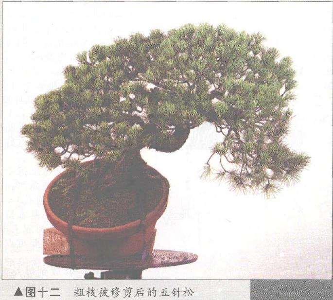 图解 五针松盆景怎么构思制作的13个步骤