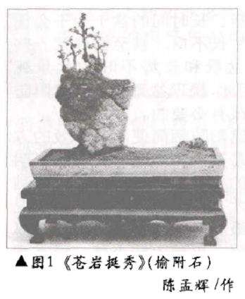 天然附石型盆景有哪3类 图片