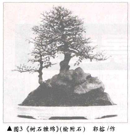 天然附石型盆景有哪3类 图片