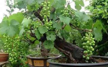 一株葡萄树盆景上长出了好几个品种