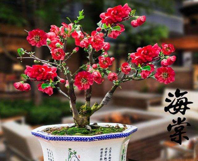 日本海棠小盆景 价格一路飙升