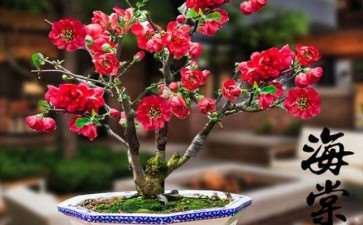 日本海棠小盆景 价格一路飙升