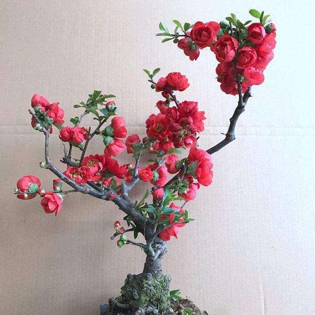 珍稀花卉日本海棠有的6个特点