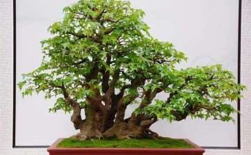 虎丘山下不少居民都喜欢栽培盆景来美化家园