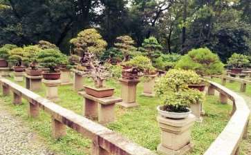 虎丘万景山庄的园艺师正在修饰参展盆景