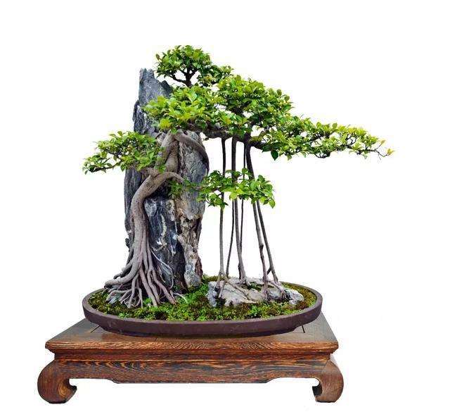 菏泽 痴迷盆景制作已经13年的老汉