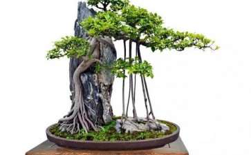 菏泽 痴迷盆景制作已经13年的老汉