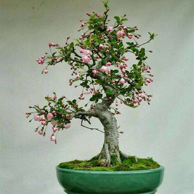 莫愁湖养护自己制作并认养的海棠盆景