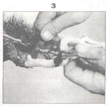 图解 参展盆景怎么先期处理的21个步骤