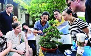 苏州洋学生学盆景 图片