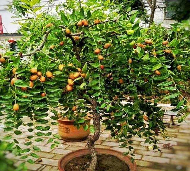 冬枣盆景的3个栽培方法