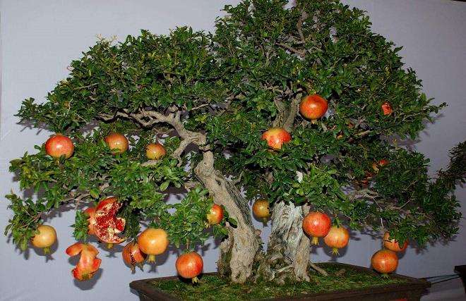 红河州农服中心举办石榴盆景栽培技术培训会