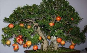 红河州农服中心举办石榴盆景栽培技术培训会