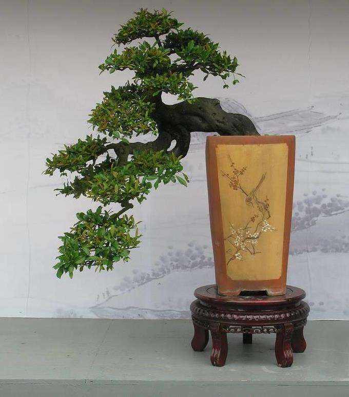 五大盆景流派及其艺术风格