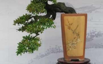 五大盆景流派及其艺术风格