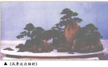 盆景作品《风景这边独好》的3个不足之处