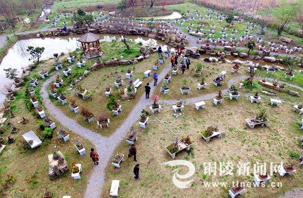 铜陵郊区大通镇大院村盆景经济火爆