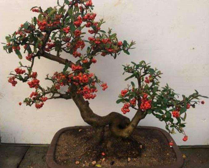 记临朐王延强的火棘盆景园