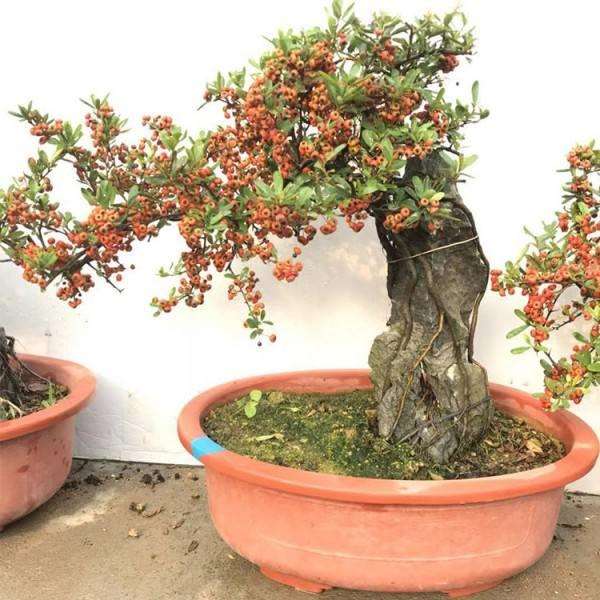 记临朐王延强的火棘盆景园