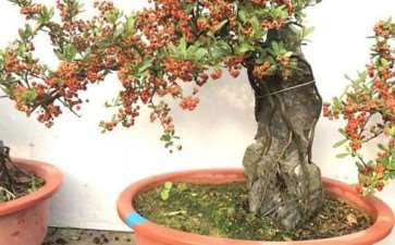 记临朐王延强的火棘盆景园