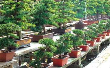 如皋花木盆景商会会长会议 共商花木发展大计