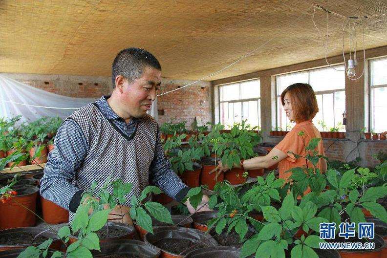 人参盆景帮助农民增加收入