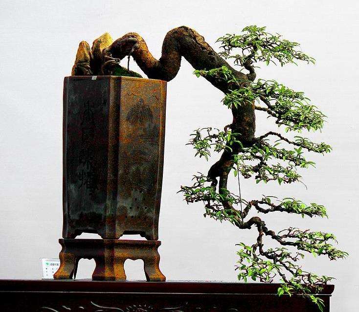 2015 青城第八届盆景艺术节启幕