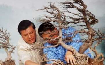 刘传刚中外盆景已相互交融