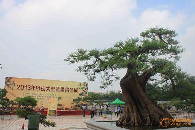 为什么盆景新崛起的艺术收藏品