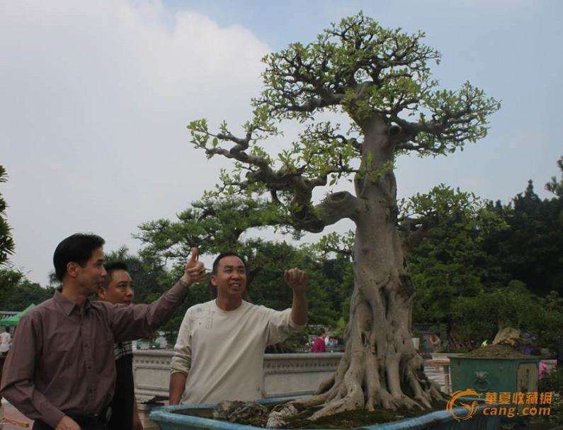 为什么盆景新崛起的艺术收藏品