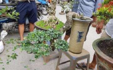 小伙靠卖盆景月入10万的致富秘籍是什么