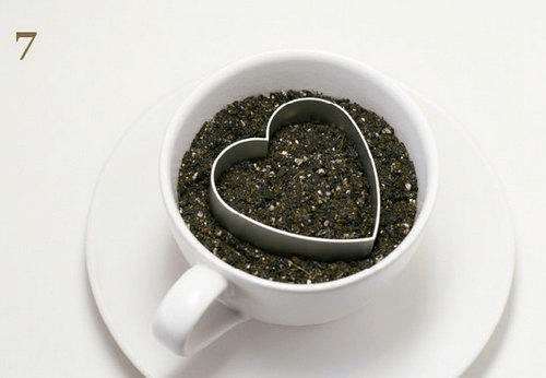 火龙果DIY盆景的详细教程 图片