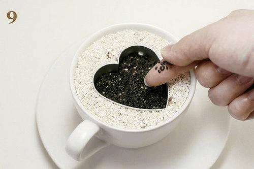 火龙果DIY盆景的详细教程 图片