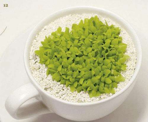 火龙果DIY盆景的详细教程 图片