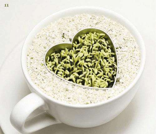 火龙果DIY盆景的详细教程 图片