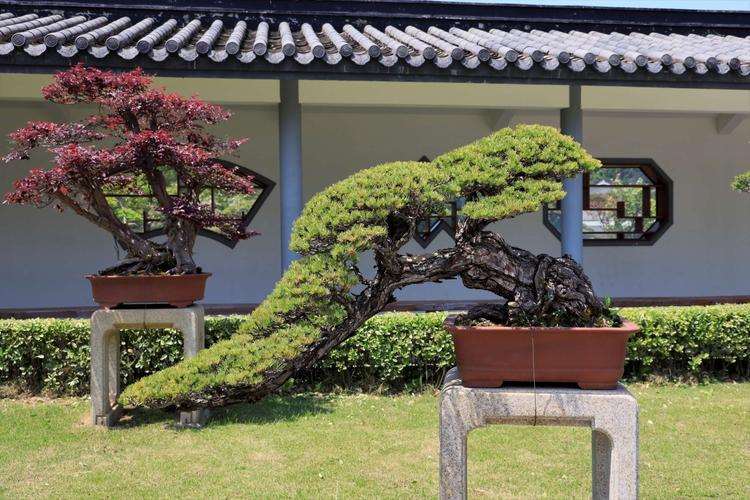 2017上海国际花展盆景展接力进行中