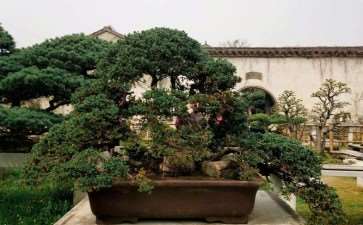 国际盆景界人士考察苏州盆景