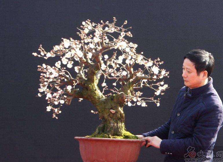 风韵独具的苏州盆景