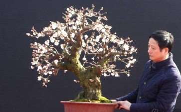 风韵独具的苏州盆景