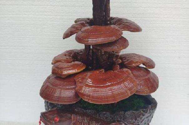 平山东曲堤村盆景灵芝栽培获成功