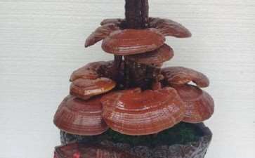 平山东曲堤村盆景灵芝栽培获成功