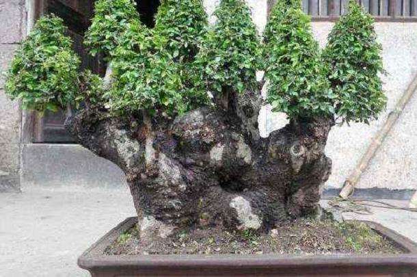 阳曲县大盂镇大盂村苗木盆景栽培