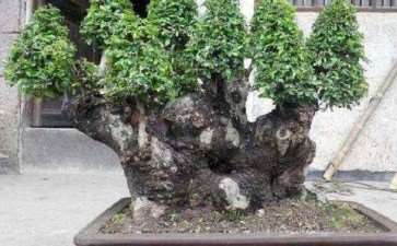 阳曲县大盂镇大盂村苗木盆景栽培