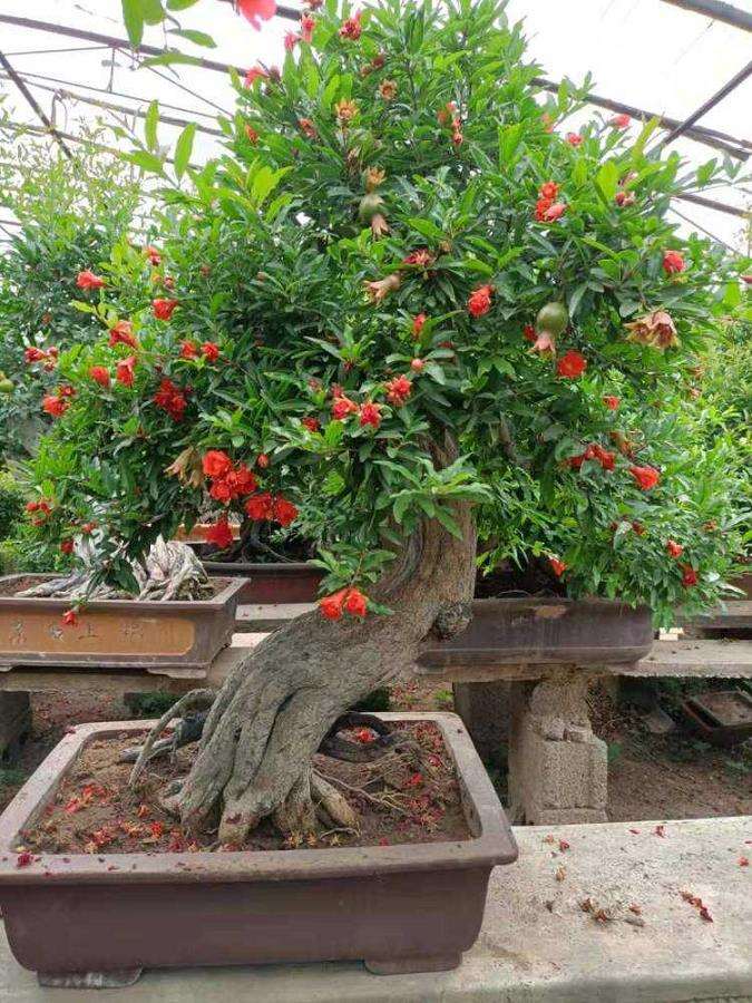 石榴盆景怎么培育的4个技术