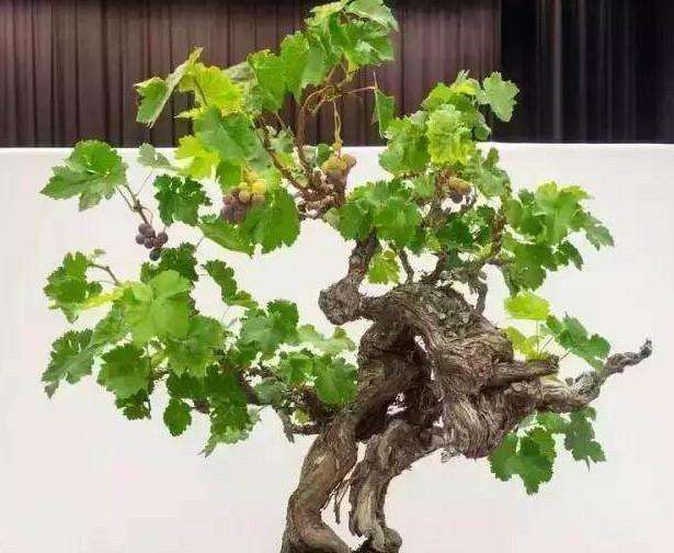 葡萄盆景潜力大 怎么投资和经济效益估算